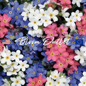 50 Vergissmeinnicht Samen SYLVA MIX Samen Blumengarten Pflanzensamen Myosotis sylvatica