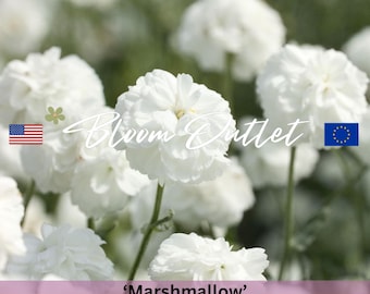 Yarrow Seeds - DOUBLE MARSHMALLOW Flower Plant Seeds, Perennial Gardens, Achillea ptarmica, Seeds Packets, Seeds for Planting, White