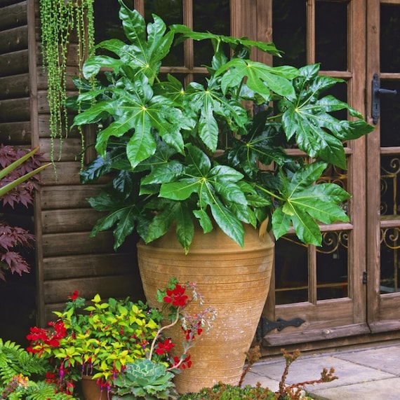 50/200 ヤツデ（Fatsia Japanese Aralia）種子*ヤツデ（Fatsia