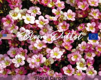 200/1000 Semillas de Saxifraga Musgosa/Flor de Alfombra Floral/Roca de Papel de Aluminio*Semillas de Plantas Saxifraga arendsii*Planta de Sombra*Roca/Jardines Alpinos*Cobertura Vegetal*