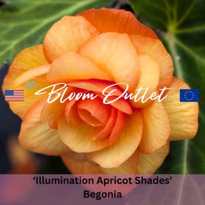 Begonia Seeds ILLUMINATION APRICOT SHADES 20 Pelleted Flower Garden Plant Seeds Cascading Fully Double 3.5 in Flowers Begonia tuberhybrida image 3