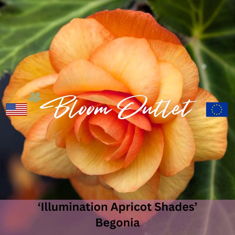 Begonia Seeds ILLUMINATION APRICOT SHADES 20 Pelleted Flower Garden Plant Seeds Cascading Fully Double 3.5 in Flowers Begonia tuberhybrida image 3