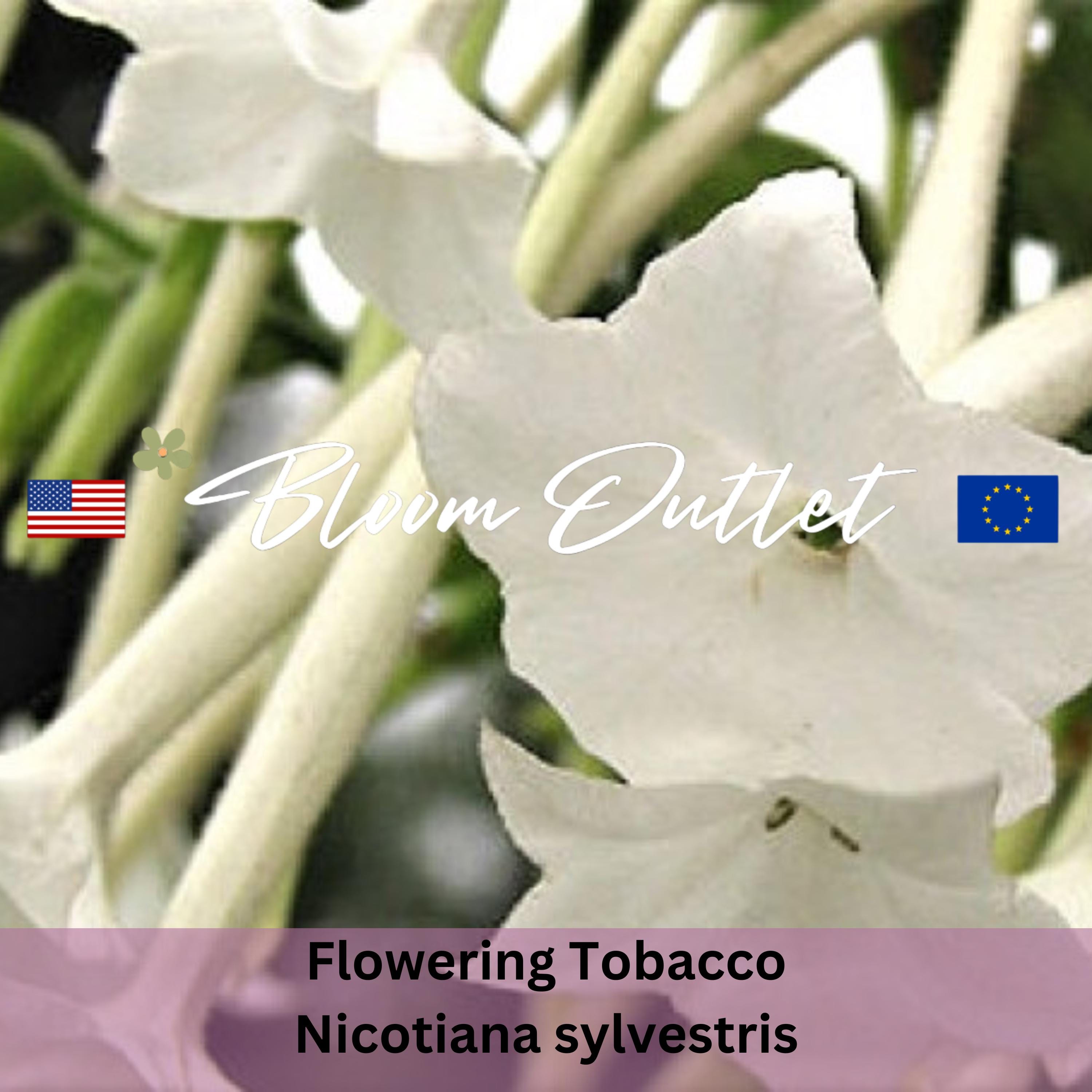 indian tree tobacco Underfoot: INDIAN TOBACCO (Lobelia inflata)