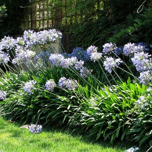 25/200 Blue African Lily Seeds*Agapanthus praecox*Blue Lily of the Nile*Large Medium Blue Flowers*Evergreen Perennial*Containers*Mass Plant