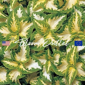 50 Coleus Wizard Jade Gartensamen*Zimmerpflanzen*Blumen für Innen/Außen*Schattengärten*Kübelpflanzen*Pflegeleicht*Solenostemon