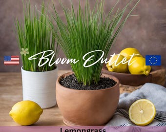 Lemongrass Seeds Packets - Lemon Grass Garden Seeds - Ornamental Perennial Plant Seeds - Herb Gardens - Thai Culinary Herbs - Cymbopogon