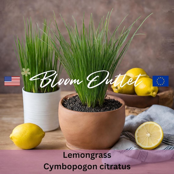 Lemongrass Seeds Packets - Lemon Grass Garden Seeds - Ornamental Perennial Plant  Seeds - Herb Gardens - Thai Culinary Herbs - Cymbopogon - Etsy