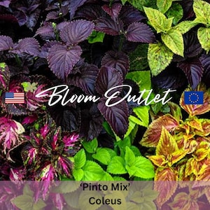 Coleus Seeds PINTO MIX – Bold Colorful Blend, Magenta, Hot Pink & Lime Green Foliage, Perfect for Sun and Shade Gardens, Easy to Grow Plants