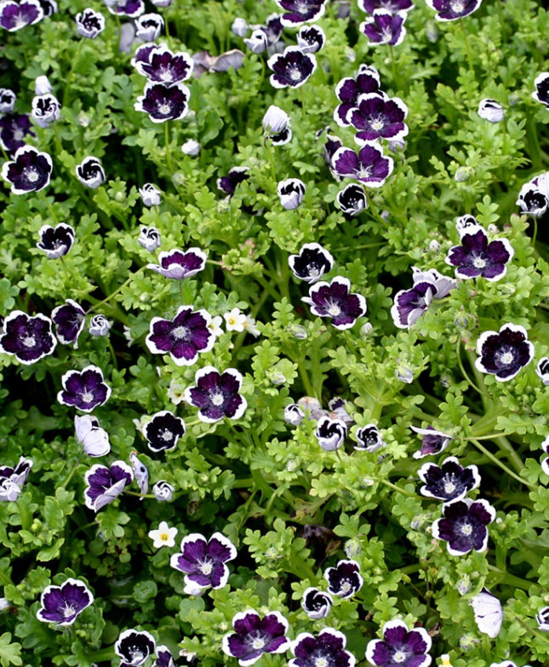 50/520/1300 Nemophila Penny Black Garden SeedsNemophila menziesii var discoidalisPennie BlackBlack Baby EyesSpillsContainer Plants image 2