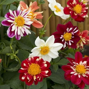 Op de afbeelding: Een verzameling kleurrijke dahlia's in volle bloei. De bloemen tonen een verscheidenheid aan kleuren, waaronder rood, wit, oranje en diep paars, met heldergele centra. Groene bladeren en stelen vormen de natuurlijke achtergrond.
