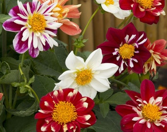 50 semillas de dalia DANDY IMPROVED MIX Semillas de flores para jardinería Plantas de acento/parterre/maceta Dahlia variabilis