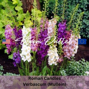 200/2000 Mixed Colors Roman Candles Planting Seeds*Mullein*1st Yr Flowering Perennial*Verbascum phoeniceum*Königskerze*Saatgut*FLAT SHIP