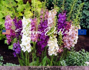 200/2000 Mixed Colors Roman Candles Planting Seeds*Mullein*1st Yr Flowering Perennial*Verbascum phoeniceum*Königskerze*Saatgut*FLAT SHIP
