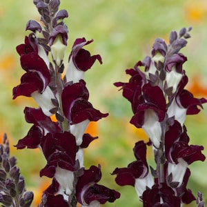 200/1000 Night and Day Garden Snapdragon Planting Seeds*Velvety Crimson Black Flowers*Antirrhinum majus*Garten-Löwenmaul*Saatgut*FLAT SH