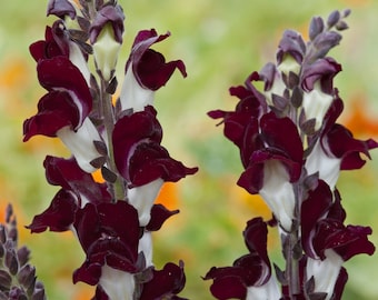 200/1000 Night and Day Garden Snapdragon Planting Seeds*Velvety Crimson Black Flowers*Antirrhinum majus*Garten-Löwenmaul*Saatgut*FLAT SH