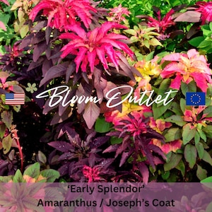 Amaranthus Early Splendor Seeds – Joseph&#39;s Coat, Summer Poinsettia, Annual Garden Flower Seeds, Seeds for Planting