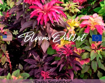 Amaranthus Early Splendor Seeds – Joseph's Coat, Summer Poinsettia, Annual Garden Flower Seeds, Seeds for Planting