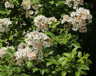 ひつじページ ROSE 商品詳細ページ