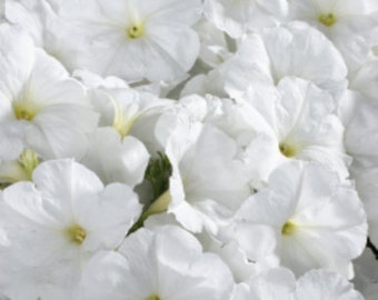 50 graines de jardin de fleurs blanches de célébrités Graines de fleurs Graines de plantes semi-petuniensamen