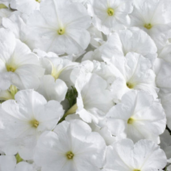 50 Celebrity White Flower Garden Seeds Graines de fleurs Semi Petuniensamen Plant Seeds