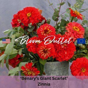 May include: A bouquet of bright red 'Benary's Giant Scarlet' Zinnia flowers in a galvanized metal vase. The flowers are arranged with eucalyptus greenery. The text 'Bloom Outlet' is visible in the image.