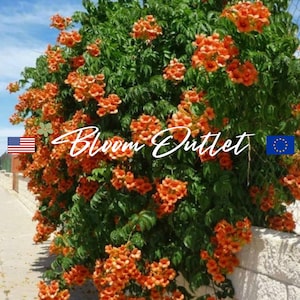 50/200 graines de vigne trompette à fleurs * Campsis radicans * Fleurs rouge orangé voyantes jusqu'à 3 pouces de long * Pousse jusqu'à 30 pieds + * FLAT SH