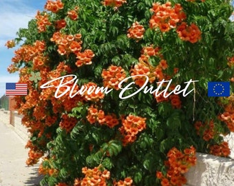 50/200 Semillas de Plantación de Bignonia Enredadera Florida (Campsis radicans)*Flores vistosas de color rojo anaranjado de hasta 7.5 cm de largo*Crece hasta más de 9 metros *Planta plana