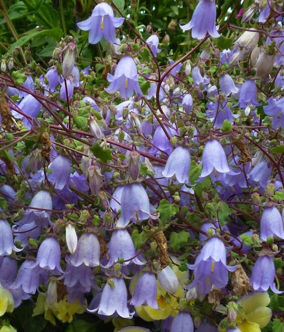A Darden of Bell Flowers #PC9ARS | eBay