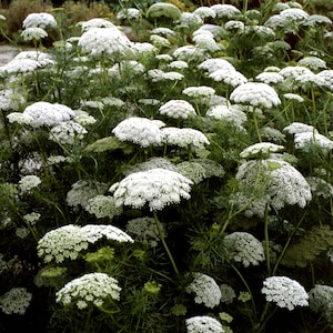 Queen Annes Lace Seeds GREEN MIST Ammi visnaga Garden Seeds White Flowers Toothpick Plant