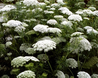 False Queen Annes Lace Seeds GREEN MIST Ammi visnaga Garden Seeds White Flowers Toothpick Plant