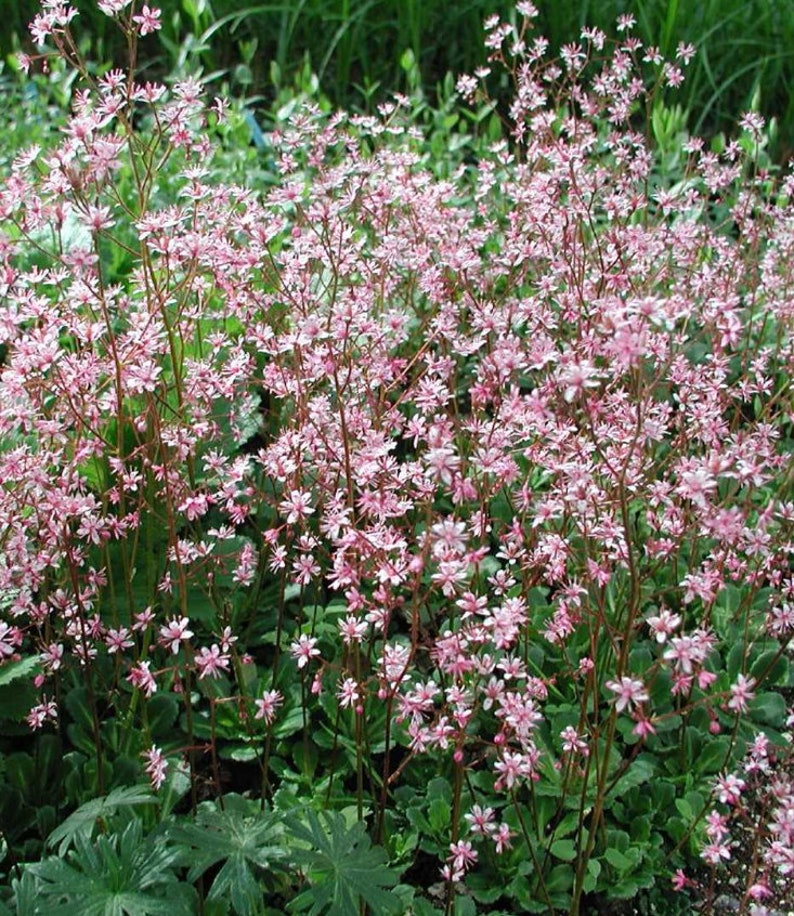 85/500 Saxifrage Elliott's Variety aka Clarence Elliott Succulent SeedsPink Flowers/Red StemsShade Plant seedsSaxifraga umbrosa/urbium image 3