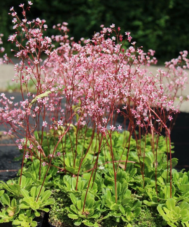 85/500 Saxifrage Elliott's Variety aka Clarence Elliott Succulent Seeds*Pink Flowers/Red Stems*Shade Plant seeds*Saxifraga umbrosa/urbium*