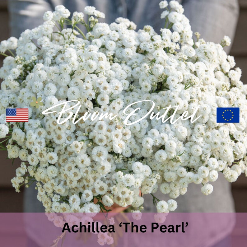 The Pearl Yarrow Seeds*Sneezewort*Sneezeweed*Achillea ptarmica*1st Yr Flowering*Semi double to double white Flowers*Cut/Dried*Flower Seeds Garden Seeds Plant Seeds Gardening Flowers Samen Flower Plants Rare Seeds Flower Garden heirloom semi graines