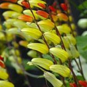 May include: A close-up of a cluster of yellow and orange flowers. The flowers are arranged in a vertical line, with the yellow flowers at the bottom and the orange flowers at the top. The flowers are in bloom and have a delicate, delicate appearance.