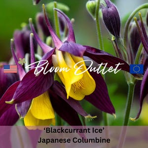 Puede incluir: Flores moradas y amarillas con el texto 'Bloom Outlet' y el nombre 'Blackcurrant Ice' Columbine japonesa.