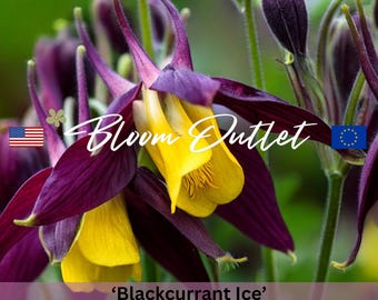 Columbine Seeds BLACKCURRANT ICE, Calimero, Aquilegia buergeriana, Unique Two-Toned Blooms, Perfect for Cottage Gardens, Pollinator-Friendly