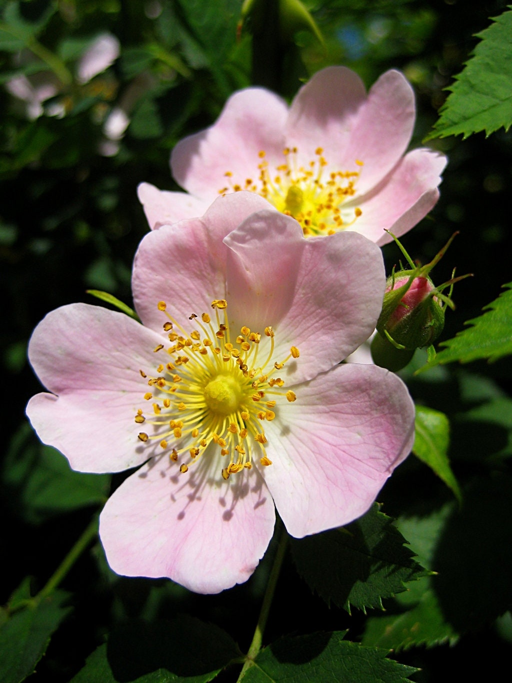 Wild Climber Roses 50/200 Fragrant Wild Climbing Rose Seeds*rosa Canina*heiderose*hunds ...