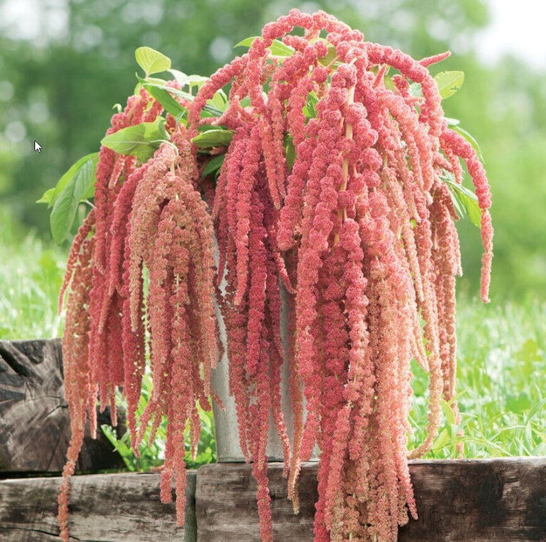 Coral Fountain Amaranth Planting Seeds*Coral Pink Flowers 1-3 ft*Love lies Bleeding*Tassel Flower Garden Seeds*Rosa Fuchsschwanz Flower Seed Garden Seeds Plant Seeds Gardening Flowers Samen Flower Plants Rare Seeds Flower Garden heirloom semi graines
