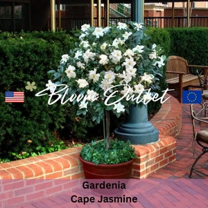 Puede incluir: Una planta de Gardenia Cape Jasmine blanca en una maceta marr&oacute;n, con el texto "Bloom Outlet" en el fondo.