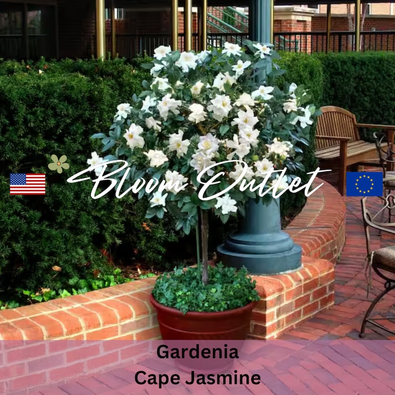 Puede incluir: Una planta de Gardenia Cape Jasmine blanca en una maceta marr&oacute;n, con el texto "Bloom Outlet" en el fondo.
