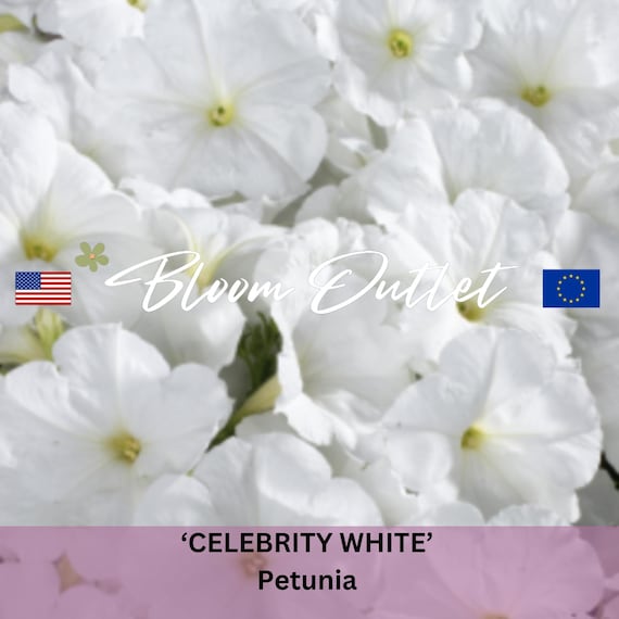 50 Petunia Celebrity White Flower Garden Seeds Graines de fleurs Semi Petuniensamen Annual Plant Seeds