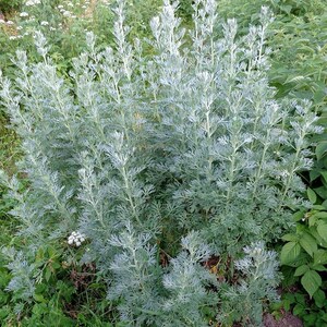 Wormwood Planting Seeds*Absinth*Absinthe*Artemisia absinthium*Silvery Gray Foliage*Garden Perennial Flower Seeds Garden Seeds Plant Seeds Gardening Flowers Samen Flower Plants Rare Seeds Flower Garden heirloom graines bulk planting gardening gifts