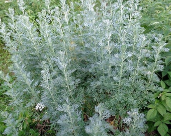 250/1000 Semillas de plantación de ajenjo*Absenta*Absenta*Artemisia absinthium*Follaje gris plateado*Jardín perenne*NAVE PLANA