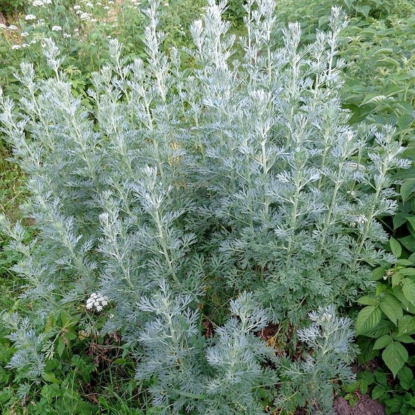 250/1000 Wermut-Pflanzsamen*Absinth*Absinth*Artemisia absinthium*Silbergraues Laub*Gartenstaude*FLACHSCHIFF