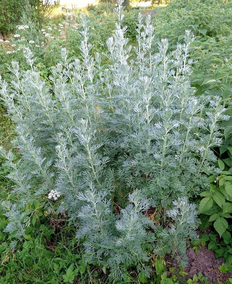 Wormwood Planting Seeds*Absinth*Absinthe*Artemisia absinthium*Silvery Gray Foliage*Garden Perennial Flower Seeds Garden Seeds Plant Seeds Gardening Flowers Samen Flower Plants Rare Seeds Flower Garden heirloom graines bulk planting gardening gifts