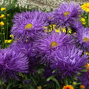 Aster Seeds - Starlight Blue*Large Deep Purple Blue Feathery Blooms*Garden Flower Seeds*Callistephus chinensis*Sommeraster
