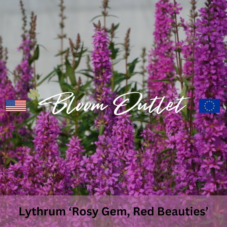 500 Lythrum Purple Loosestrife Rosy Gem Red Beauties Semi di giardinaggioFiori rosa rossastroLythrum salicariaPianta perenne a bassa manutenzione immagine 4