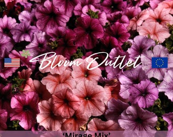 Petunia Seeds - Mirage Mix | Stunning Blooms for Your Garden, Flower Seeds, Annual, Seeds for Planting, Fast Germination, 25 Seeds