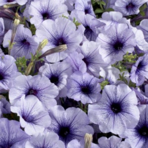50 Celebrity Blue Ice*Petunia hybrida Flower Seeds*Extremely Rain Tolerant*Petunien*Easy to Grow*Blumensamen*FLAT RATE SHIPPING Worldwide