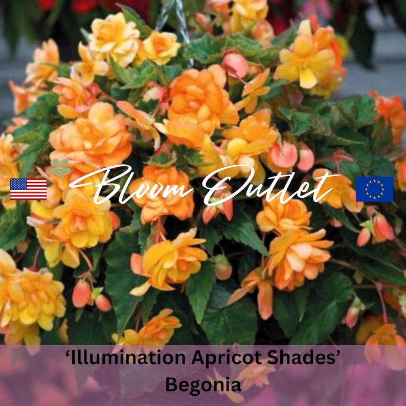 Begonia Seeds ILLUMINATION APRICOT SHADES 20 Pelleted Flower Garden Plant Seeds Cascading Fully Double 3.5 in Flowers Begonia tuberhybrida image 1